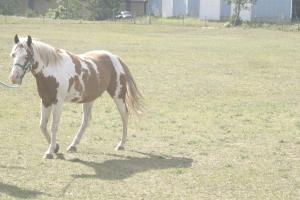<img300*0:stuff/z/169023/horseehy/i1249086178_3.jpg>