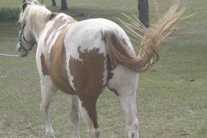<img300*0:stuff/z/169023/horseehy/i1249086178_4.jpg>
