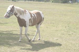 <img300*0:stuff/z/169023/horseehy/i1249086178_5.jpg>