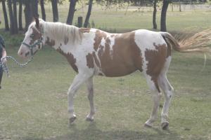 <img300*0:stuff/z/169023/horseehy/i1249086178_6.jpg>