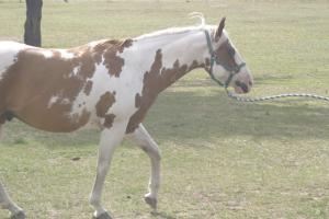 <img300*0:stuff/z/169023/horseehy/i1249086179_10.jpg>