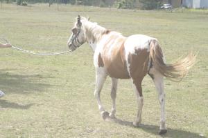 <img300*0:stuff/z/169023/horseehy/i1249086179_12.jpg>