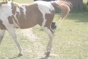 <img300*0:stuff/z/169023/horseehy/i1249086179_13.jpg>
