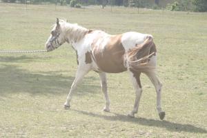 <img300*0:stuff/z/169023/horseehy/i1249086179_14.jpg>