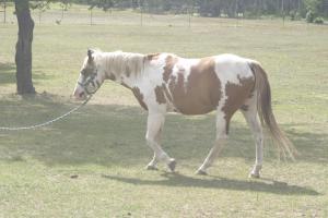 <img300*0:stuff/z/169023/horseehy/i1249086179_16.jpg>