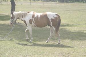 <img300*0:stuff/z/169023/horseehy/i1249086179_17.jpg>