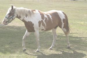 <img300*0:stuff/z/169023/horseehy/i1249086179_7.jpg>