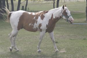 <img300*0:stuff/z/169023/horseehy/i1249086179_8.jpg>