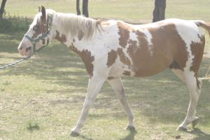 <img300*0:stuff/z/169023/horseehy/i1249086179_9.jpg>
