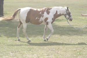 <img300*0:stuff/z/169023/horseehy/i1249086180_18.jpg>