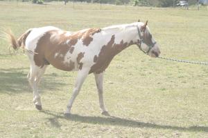 <img300*0:stuff/z/169023/horseehy/i1249086180_19.jpg>
