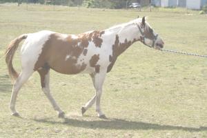 <img300*0:stuff/z/169023/horseehy/i1249086180_20.jpg>