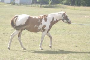 <img300*0:stuff/z/169023/horseehy/i1249086180_21.jpg>