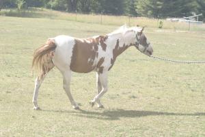 <img300*0:stuff/z/169023/horseehy/i1249086180_22.jpg>