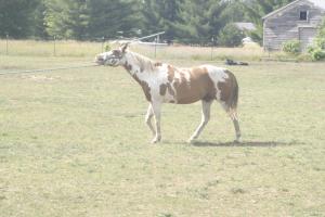 <img300*0:stuff/z/169023/horseehy/i1249086180_23.jpg>