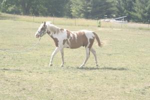<img300*0:stuff/z/169023/horseehy/i1249086180_24.jpg>