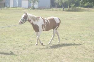 <img300*0:stuff/z/169023/horseehy/i1249086180_25.jpg>