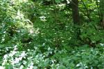 <img150*0:stuff/z/169023/leaves2/i1280423936_11.jpg>
