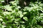 <img150*0:stuff/z/169023/leaves2/i1280423936_12.jpg>