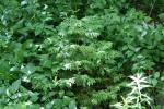 <img150*0:stuff/z/169023/leaves2/i1280423936_3.jpg>