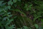 <img150*0:stuff/z/169023/leaves2/i1280423936_5.jpg>