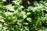 <img150*0:stuff/z/169023/leaves2/i1280423936_7.jpg>