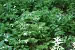 <img150*0:stuff/z/169023/leaves2/i1280423936_8.jpg>