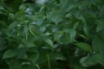 <img150*0:stuff/z/169023/leaves2/i1280423936_9.jpg>