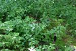 <img150*0:stuff/z/169023/leaves2/i1280423937_13.jpg>