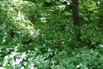 <img150*0:stuff/z/169023/leaves2/i1280423937_16.jpg>