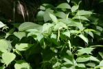 <img150*0:stuff/z/169023/leaves2/i1280423937_17.jpg>