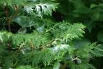 <img150*0:stuff/z/169023/leaves2/i1280423937_18.jpg>
