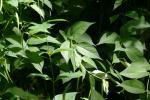 <img150*0:stuff/z/169023/leaves2/i1280423937_21.jpg>