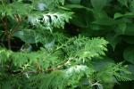 <img150*0:stuff/z/169023/leaves2/i1280423937_22.jpg>