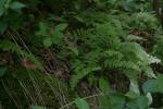 <img150*0:stuff/z/169023/leaves2/i1280423937_23.jpg>