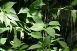 <img150*0:stuff/z/169023/leaves2/i1280423938_25.jpg>