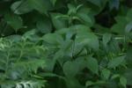 <img150*0:stuff/z/169023/leaves2/i1280423938_30.jpg>