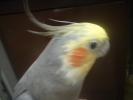 Cockatiel