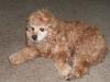 <img100*0:stuff/z/169023/puppies%2521%2521%2521/i1245105738_4.jpg>