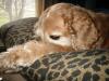 <img100*0:stuff/z/169023/puppies%2521%2521%2521/i1245105739_10.jpg>