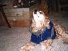 <img100*0:stuff/z/169023/puppies%2521%2521%2521/i1245105739_14.jpg>