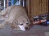 <img100*0:stuff/z/169023/puppies%2521%2521%2521/i1245105739_15.jpg>