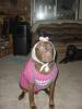 <img0*100:stuff/z/169023/puppies%2521%2521%2521/i1245105739_6.jpg>