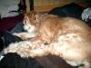 <img100*0:stuff/z/169023/puppies%2521%2521%2521/i1245105739_7.jpg>
