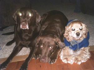 <img300*0:stuff/z/169023/puppies%2521%2521%2521/i1245105739_8.jpg>