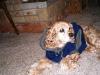 <img100*0:stuff/z/169023/puppies%2521%2521%2521/i1245105739_9.jpg>