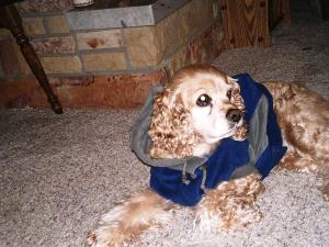 <img300*0:stuff/z/169023/puppies%2521%2521%2521/i1245105739_9.jpg>