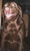 <img0*100:stuff/z/169023/puppies%2521%2521%2521/i1245105740_16.jpg>
