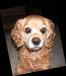 <img66*0:stuff/z/169023/puppies%2521%2521%2521/i1245105740_17.jpg>