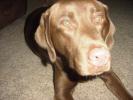 <img0*100:stuff/z/169023/puppies%2521%2521%2521/i1245105740_18.jpg>